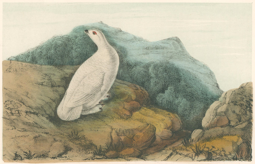 Audubon, John James  “White-tailed Ptarmigan.” Pl. 302