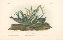 Load image into Gallery viewer, Audubon, John James  “Sora Rail.” Pl. 306
