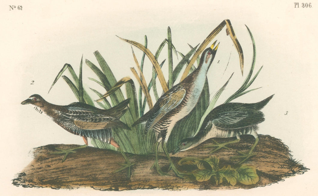 Audubon, John James  “Sora Rail.” Pl. 306