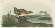 Load image into Gallery viewer, Audubon, John James  “Yellow-breasted Rail.” Pl. 307
