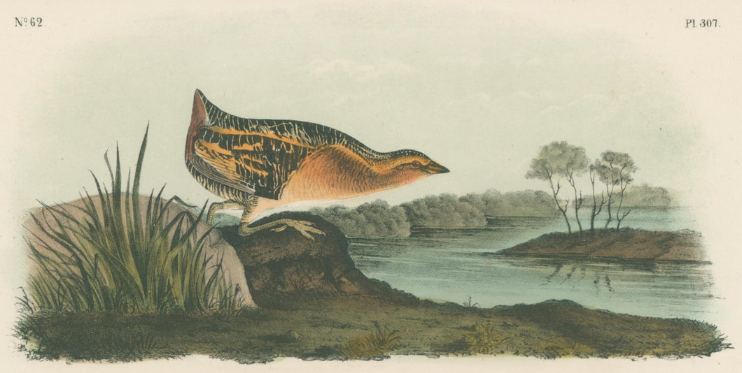 Audubon, John James  “Yellow-breasted Rail.” Pl. 307