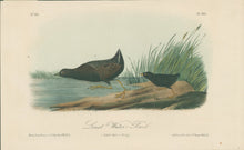 Load image into Gallery viewer, Audubon, John James  “Least Water-Rail.” Pl. 308
