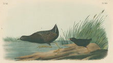 Load image into Gallery viewer, Audubon, John James  “Least Water-Rail.” Pl. 308
