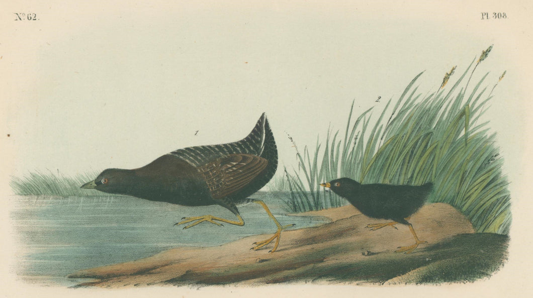 Audubon, John James  “Least Water-Rail.” Pl. 308