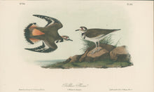 Load image into Gallery viewer, Audubon, John James  “Kildeer Plover.” Pl. 317
