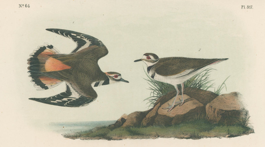 Audubon, John James  “Kildeer Plover.” Pl. 317
