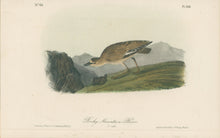 Load image into Gallery viewer, Audubon, John James  “Rocky Mountain Plover.” Pl. 318
