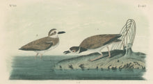 Load image into Gallery viewer, Audubon, John James  “Wilson’s Plover.” Pl. 319
