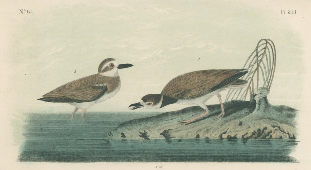 Audubon, John James  “Wilson’s Plover.” Pl. 319