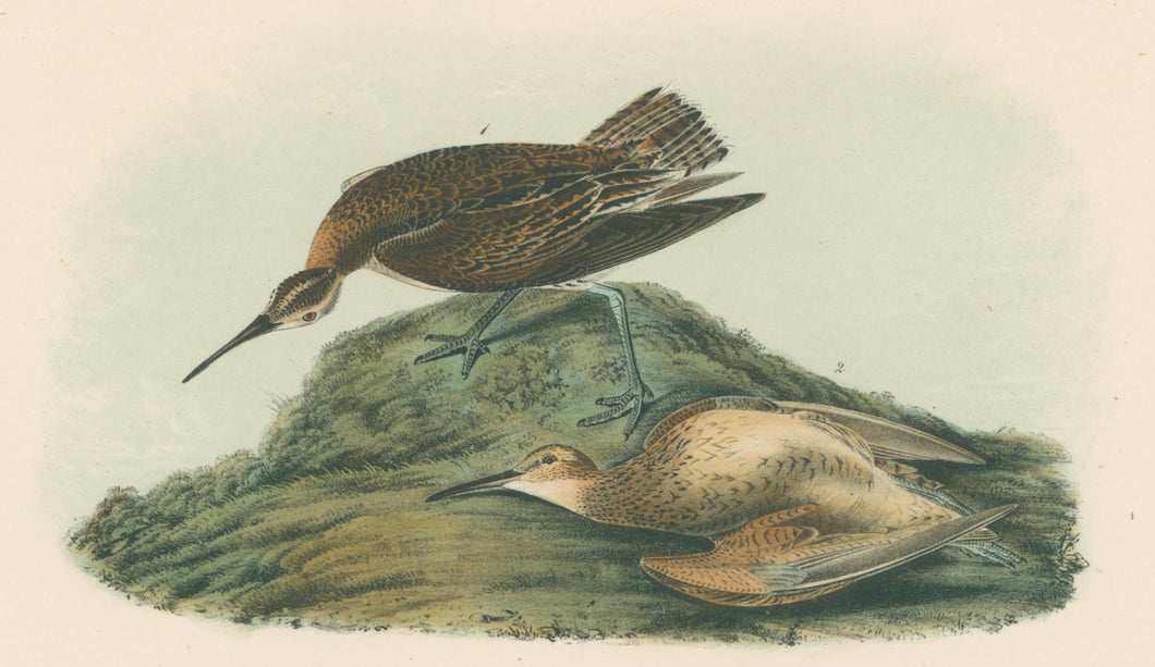 Audubon, John James  “Esquimaux Curlew.” Pl. 357