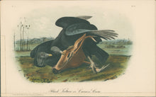 Load image into Gallery viewer, Audubon, John James  “Black Vulture.” Pl. 3
