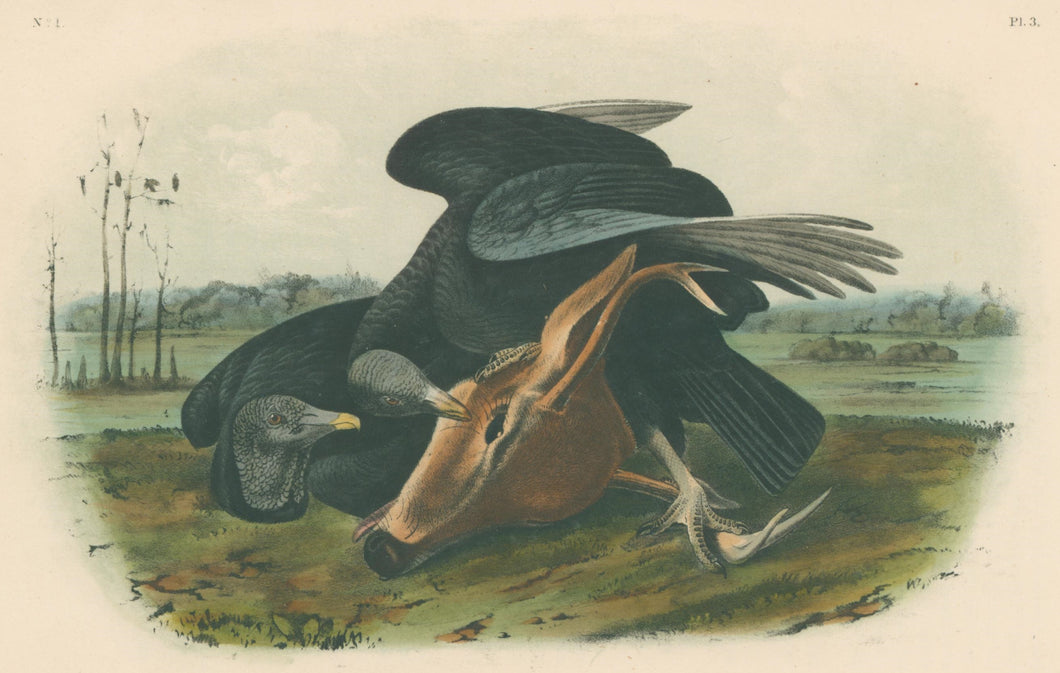 Audubon, John James  “Black Vulture.” Pl. 3