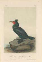 Load image into Gallery viewer, Audubon, John James  “Double-crested Cormorant.” Pl. 416
