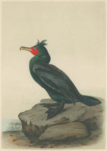Load image into Gallery viewer, Audubon, John James  “Double-crested Cormorant.” Pl. 416
