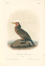 Load image into Gallery viewer, Audubon, John James  “Townsend’s Cormorant.” Pl. 418
