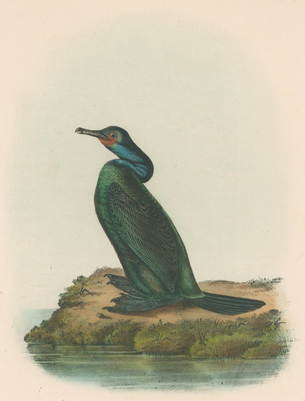 Audubon, John James  “Violet-green Cormorant.” Pl. 419