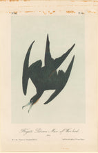 Load image into Gallery viewer, Audubon, John James  “Frigate Pelican Man of War Bird.” Pl. 421
