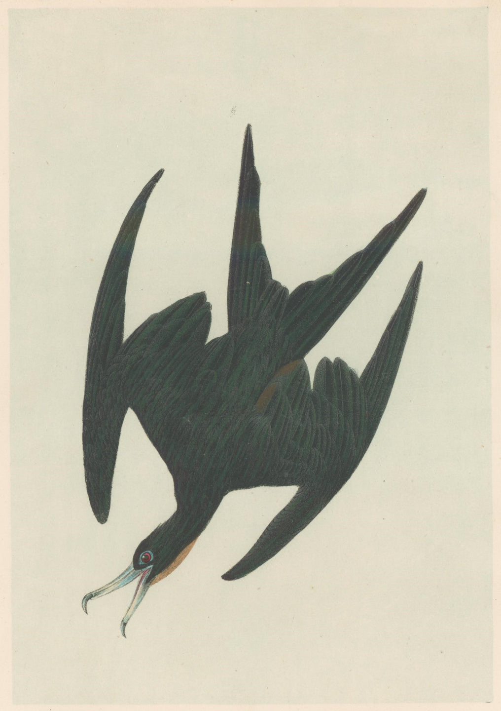 Audubon, John James  “Frigate Pelican Man of War Bird.” Pl. 421