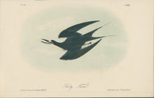 Load image into Gallery viewer, Audubon, John James  “Sooty Tern.” Pl. 432
