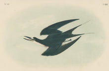 Load image into Gallery viewer, Audubon, John James  “Sooty Tern.” Pl. 432
