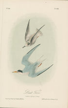 Load image into Gallery viewer, Audubon, John James  “Least Tern.” Pl. 439
