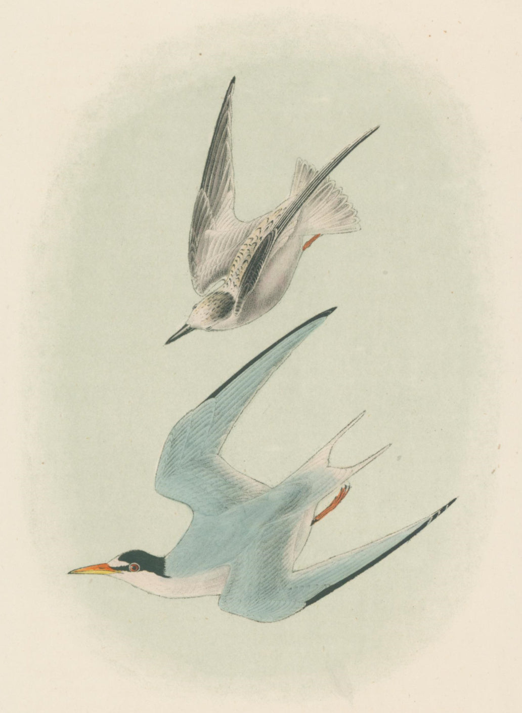 Audubon, John James  “Least Tern.” Pl. 439