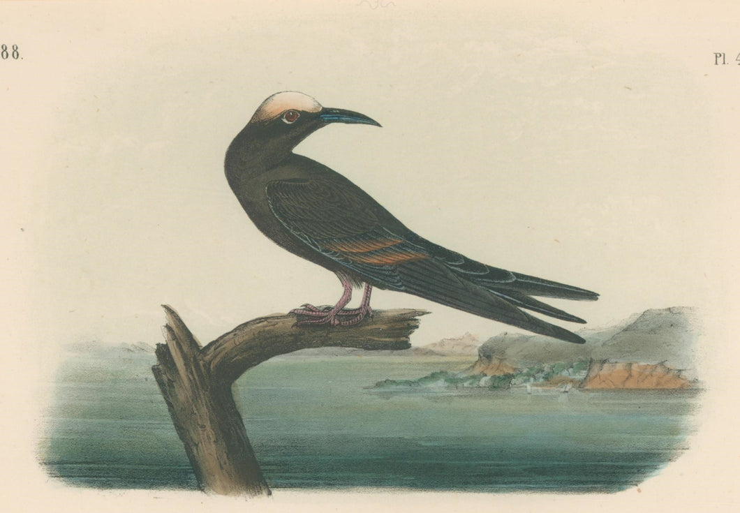 Audubon, John James  “Noddy Tern.” Pl. 440