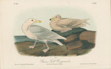 Load image into Gallery viewer, Audubon, John James  “Glaucous Gull, Burgomaster.” Pl. 449
