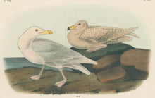 Load image into Gallery viewer, Audubon, John James  “Glaucous Gull, Burgomaster.” Pl. 449

