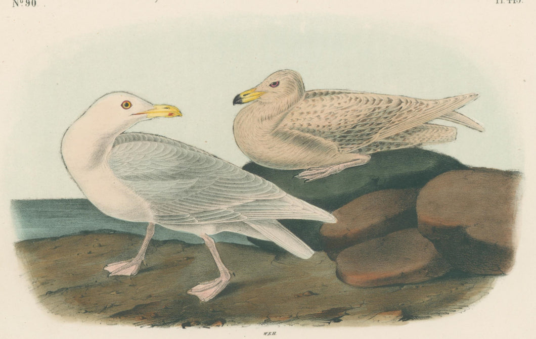 Audubon, John James  “Glaucous Gull, Burgomaster.” Pl. 449