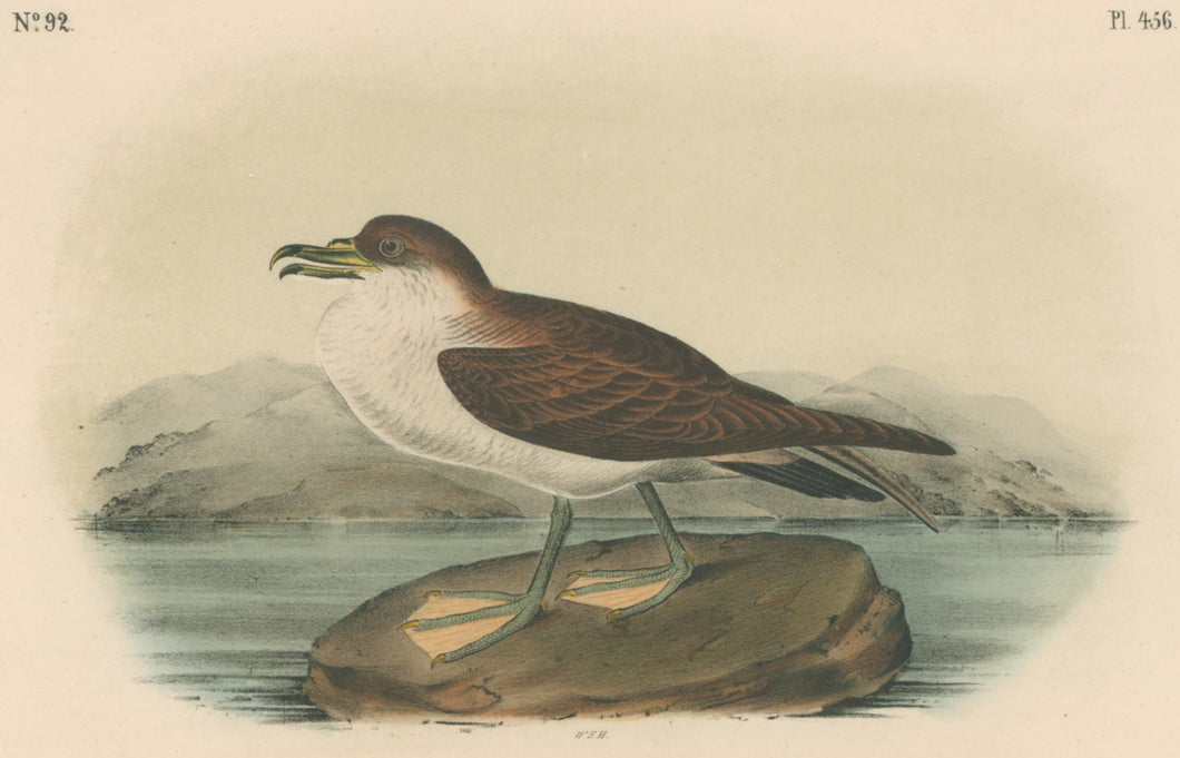 Audubon, John James  “Wandering Shearwater.” Pl. 456
