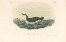 Load image into Gallery viewer, Audubon, John James  “Manks Shearwater.” Pl. 457
