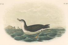 Load image into Gallery viewer, Audubon, John James  “Manks Shearwater.” Pl. 457
