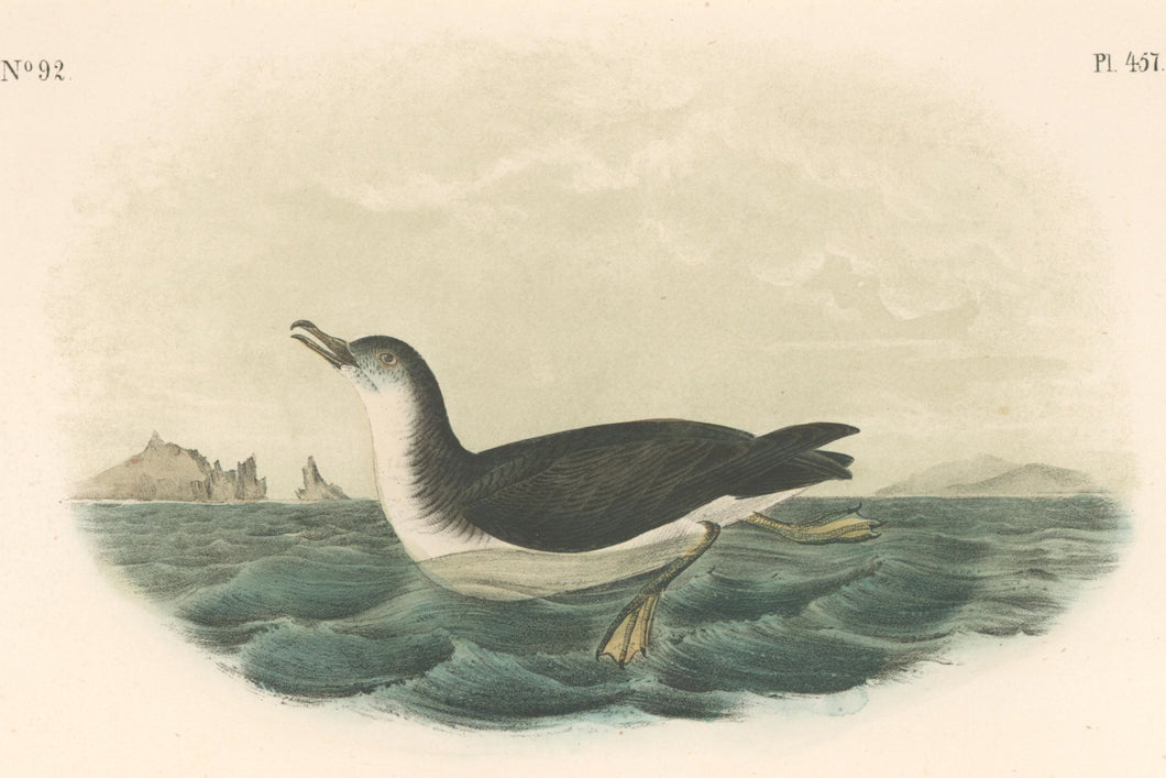 Audubon, John James  “Manks Shearwater.” Pl. 457