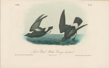 Load image into Gallery viewer, Audubon, John James  “Least Petrel, Mother Carey&#39;s chicken.” Pl. 461

