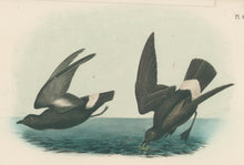 Load image into Gallery viewer, Audubon, John James  “Least Petrel, Mother Carey&#39;s chicken.” Pl. 461
