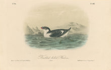 Load image into Gallery viewer, Audubon, John James  “Knobbed-billed Phaleris.” Pl. 468
