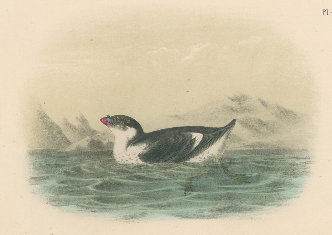 Audubon, John James  “Knobbed-billed Phaleris.” Pl. 468