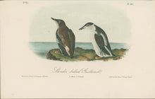 Load image into Gallery viewer, Audubon, John James  “Slender-billed Guillemot.” Pl. 475
