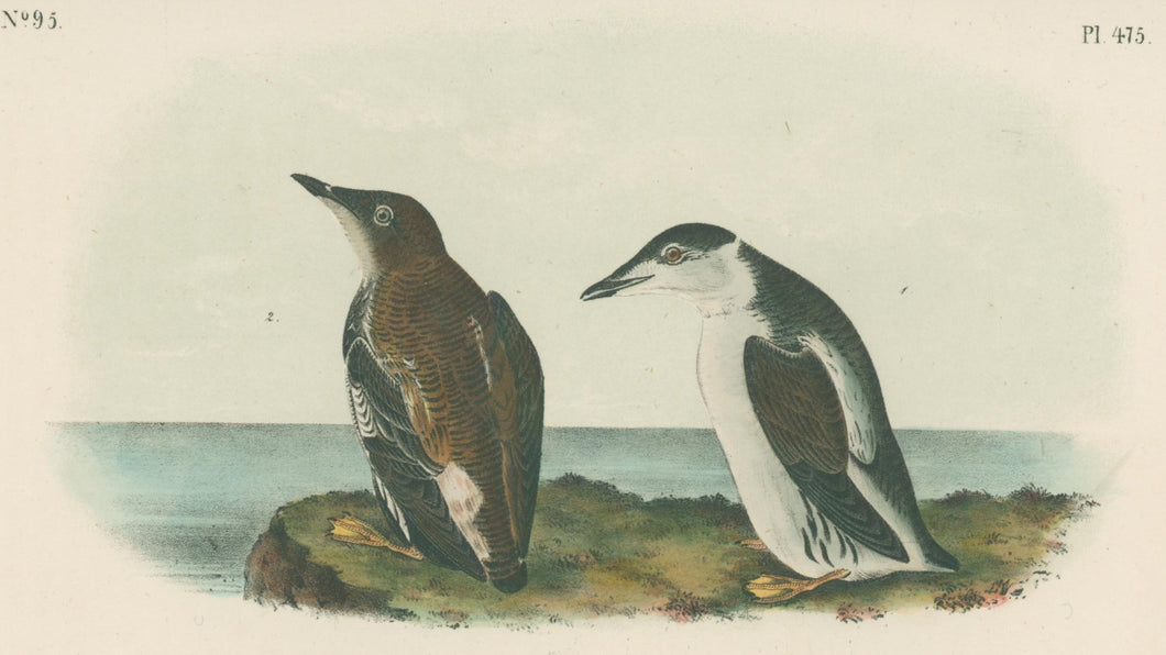 Audubon, John James  “Slender-billed Guillemot.” Pl. 475