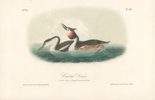 Load image into Gallery viewer, Audubon, John James  “Crested Grebe.” Pl. 479
