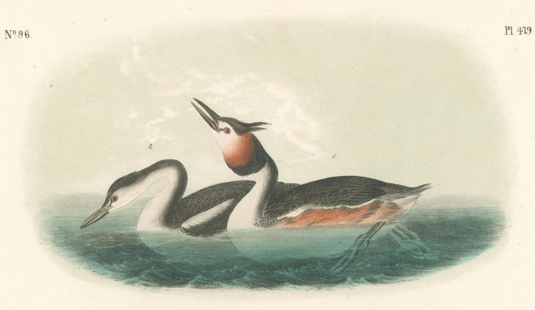 Audubon, John James  “Crested Grebe.” Pl. 479