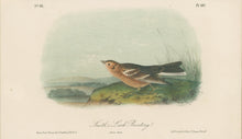 Load image into Gallery viewer, Audubon, John James  “Smith’s Lark Bunting.” Pl. 487
