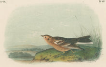 Load image into Gallery viewer, Audubon, John James  “Smith’s Lark Bunting.” Pl. 487
