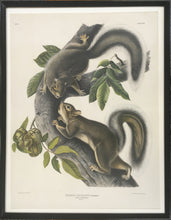Load image into Gallery viewer, Audubon, John James “Hare Squirrel.” Plate 43.
