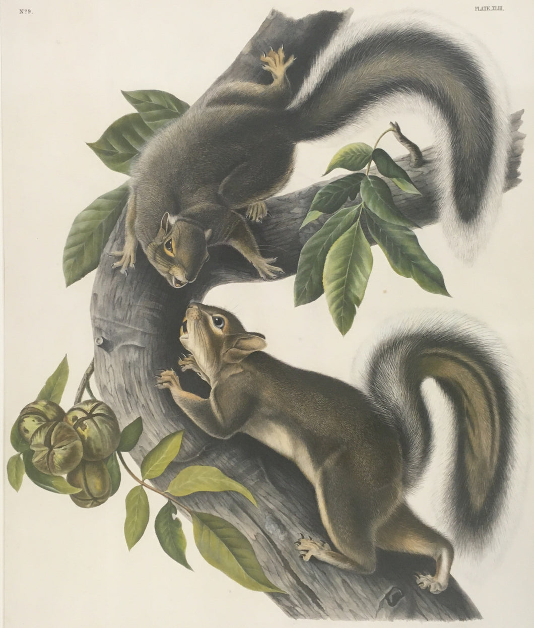 Audubon, John James “Hare Squirrel.” Plate 43.