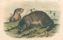Load image into Gallery viewer, Audubon, John James &quot;Hoary Marmot.  The Whistler.” Plate 103.
