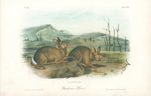 Load image into Gallery viewer, Audubon, John James “Bachman’s Hare.” Plate 108.
