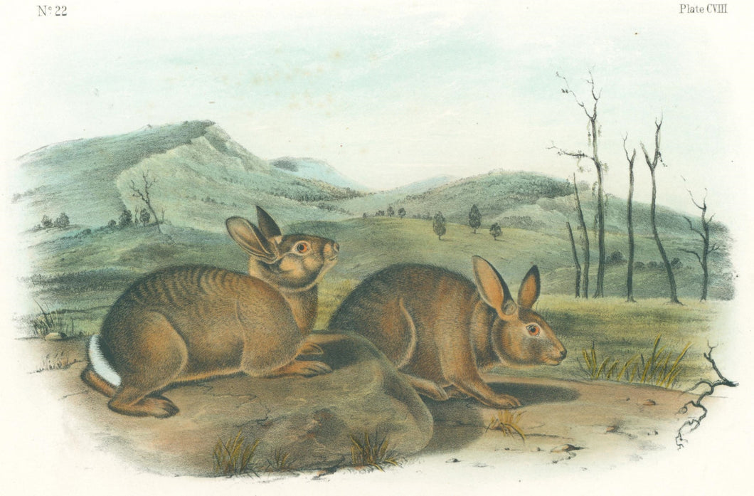 Audubon, John James “Bachman’s Hare.” Plate 108.