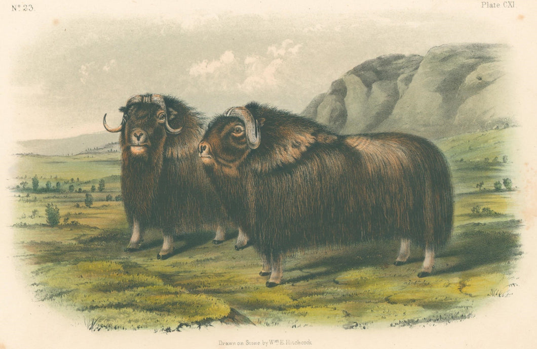 Audubon, John James “Musk Ox.”  Plate 111.